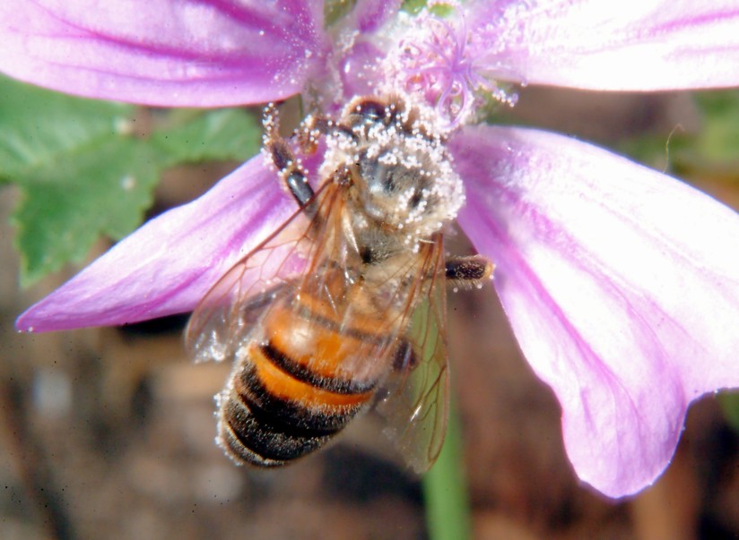 Api, malva e insetto rossonero